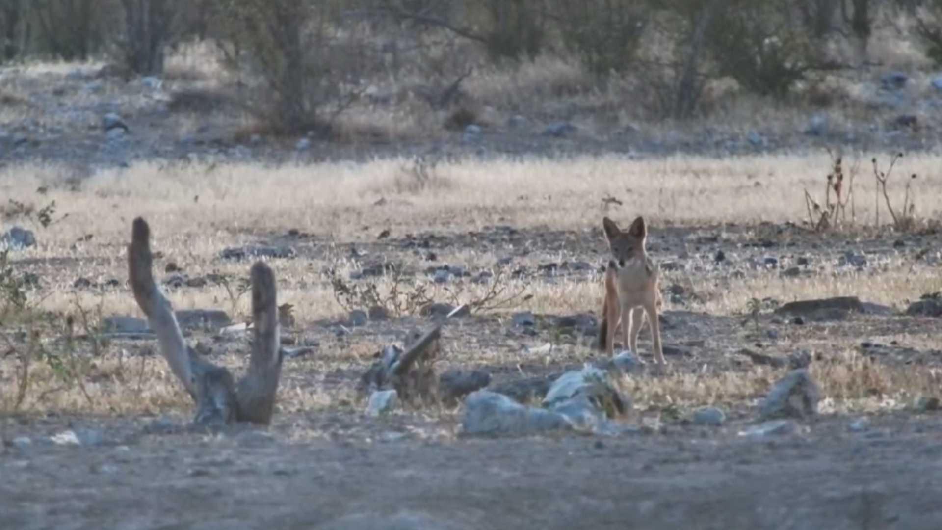Sunrise in the Bush With a Thirsty Jackal