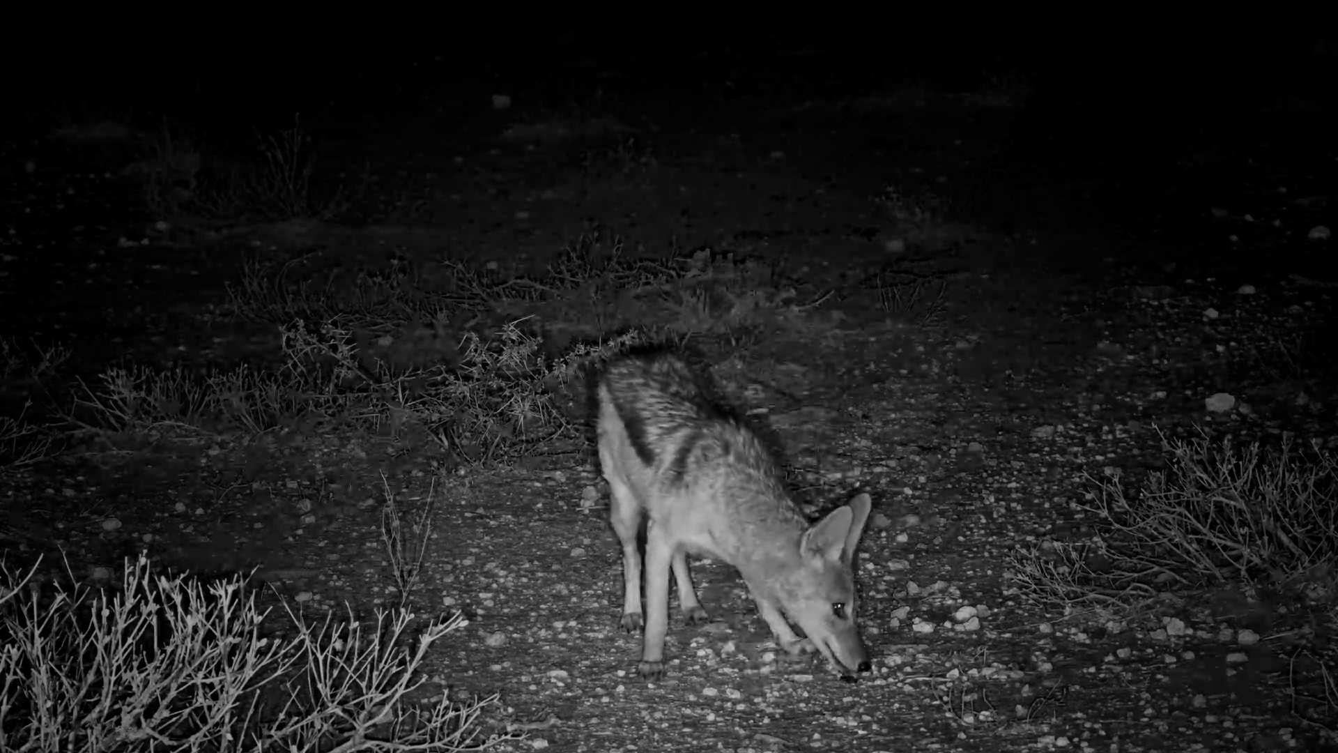 Black-Backed Jackal Enjoys a Beetle Snack