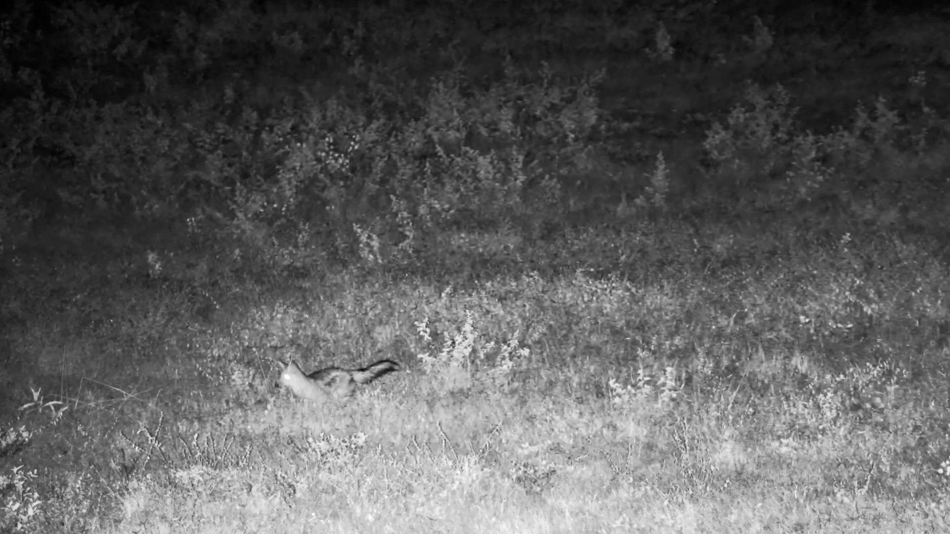 Side-Striped Jackal in Action