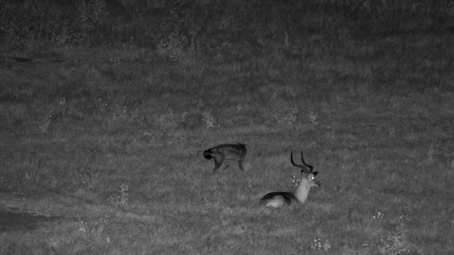 Jackal on Night Patrol