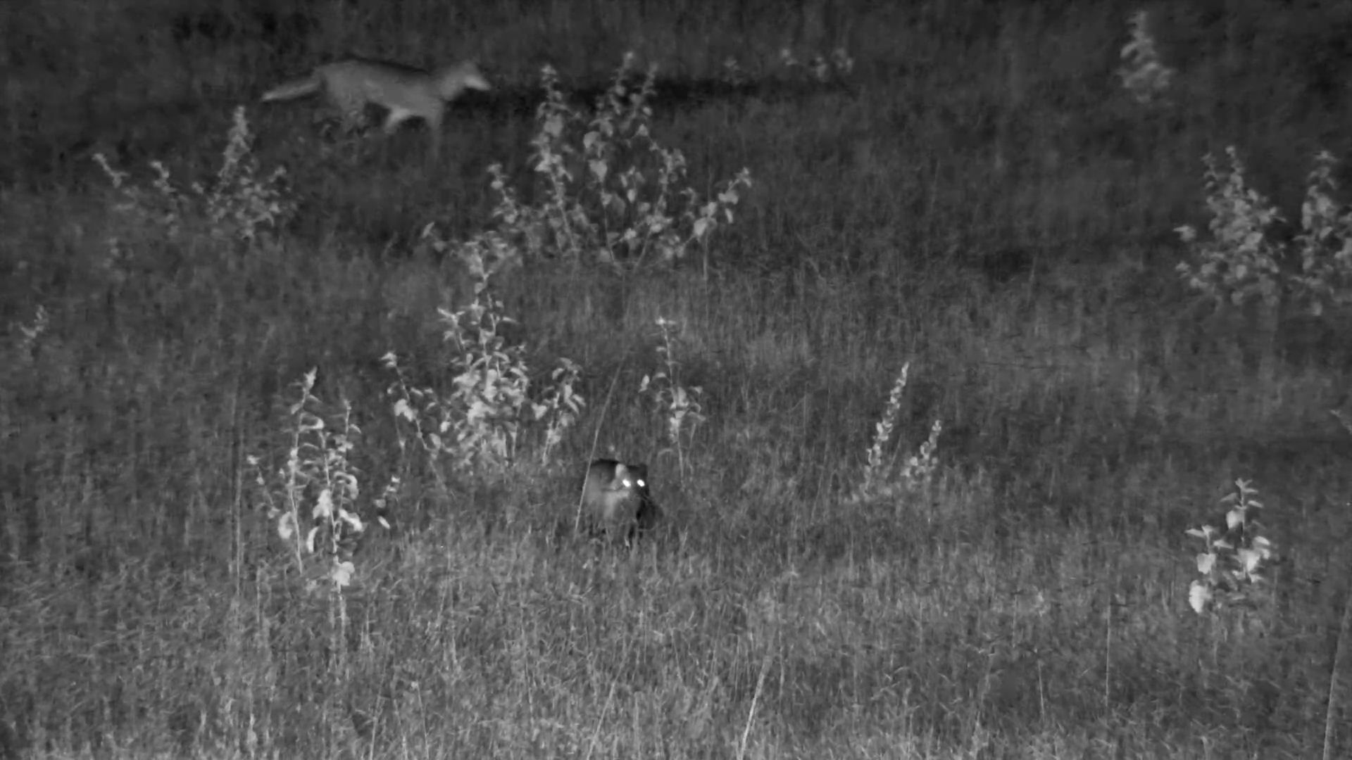 White-Tailed Mongoose Flees from Side-Striped Jackal