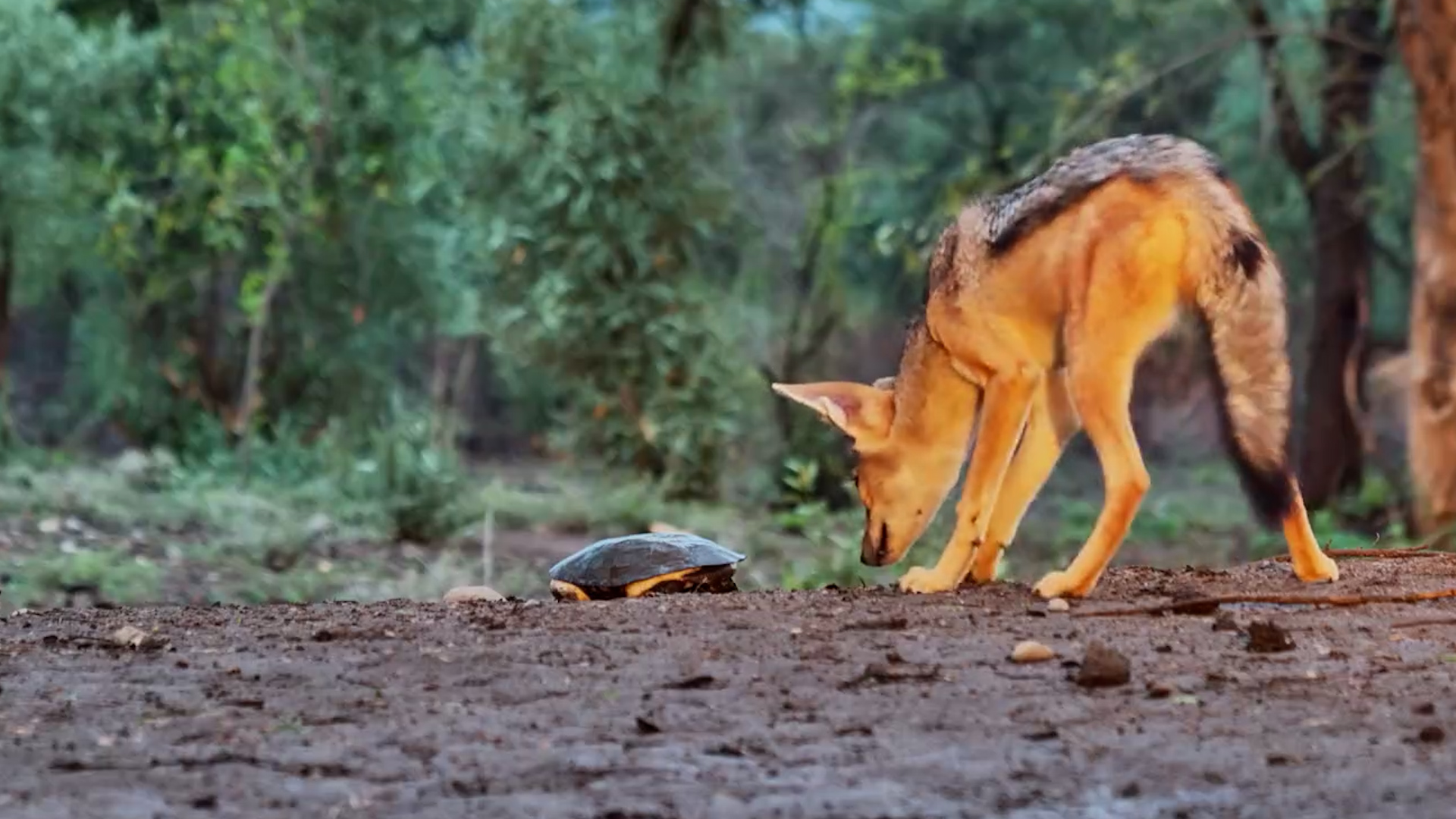 Jackal vs Terrapin: Who’s Confused?