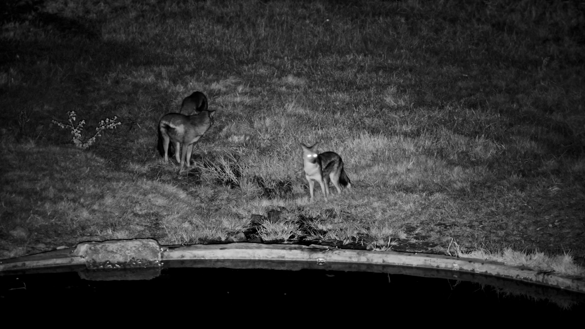 Side-Striped Jackals Start Their Night