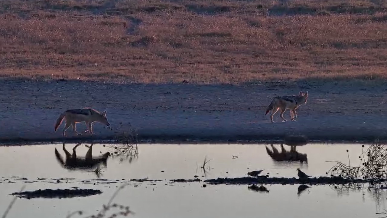 Two Jackals Search the Salt Pan Side by Side