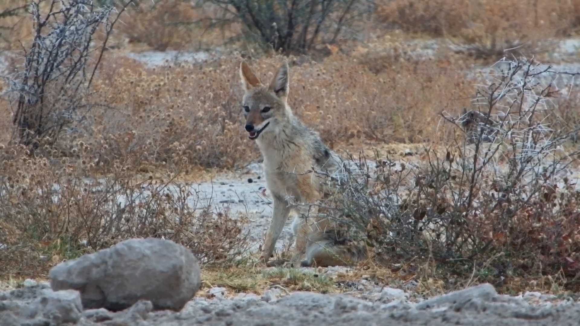 Black-Backed Jackal Family Enjoys Late Afternoon Drink