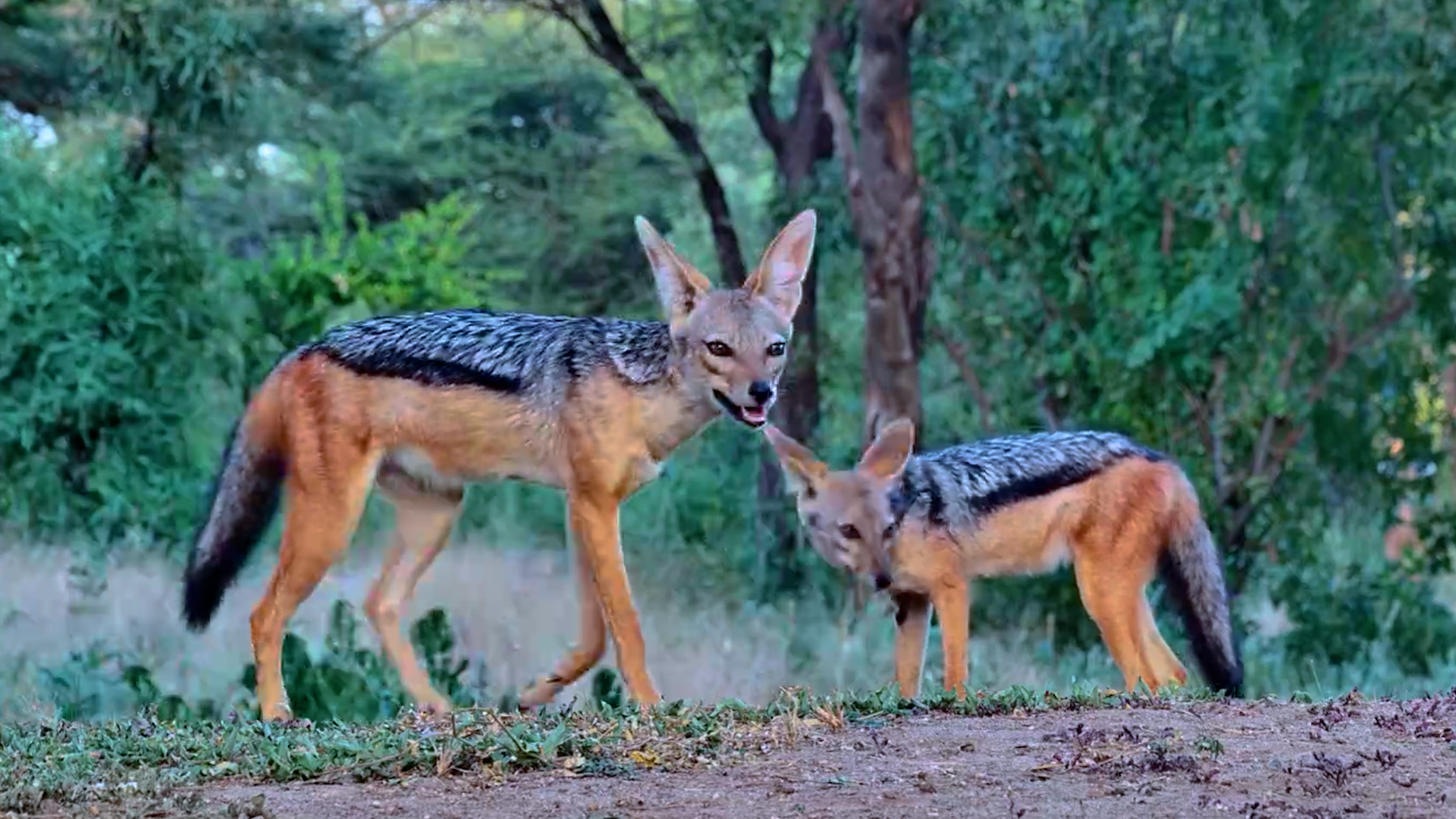 Pair of Black-Backed Jackals Stop By for a Visit