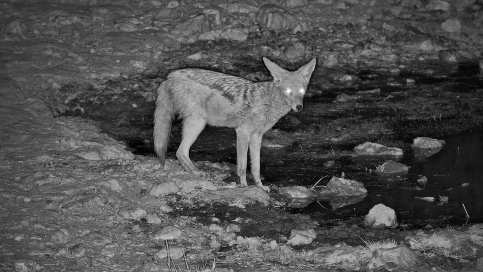 Jackal Stops for a Drink... Then Gets Company