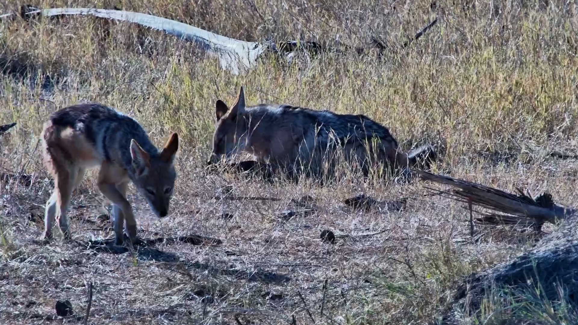 These Jackals Found a Very Unexpected Snack