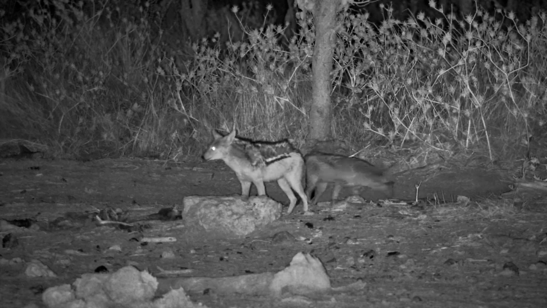 Black Backed Jackals Night Time Feast