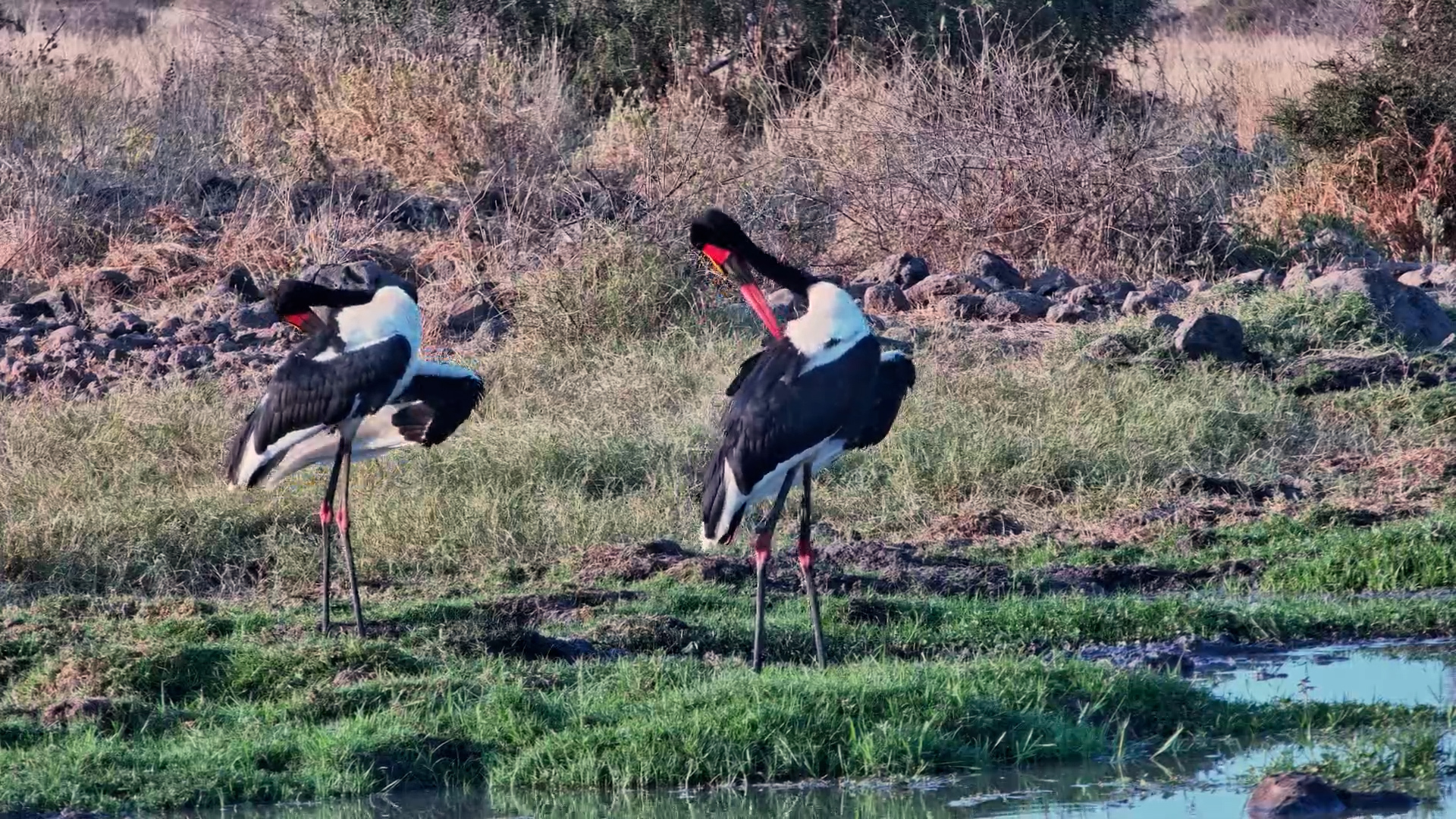 Storks at the Waterhole Get Jackal Visitors