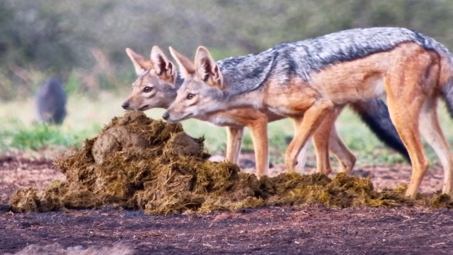 Jackals Go Treasure Hunting in Elephant Poo