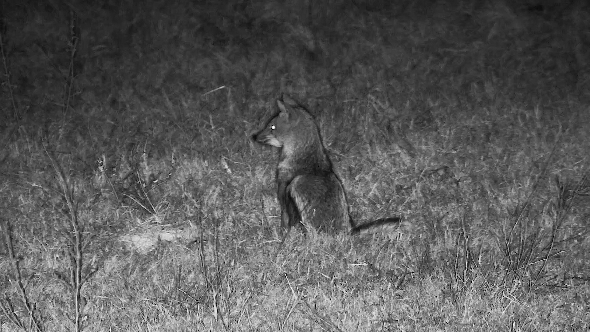 The Night Belongs to These Jackals