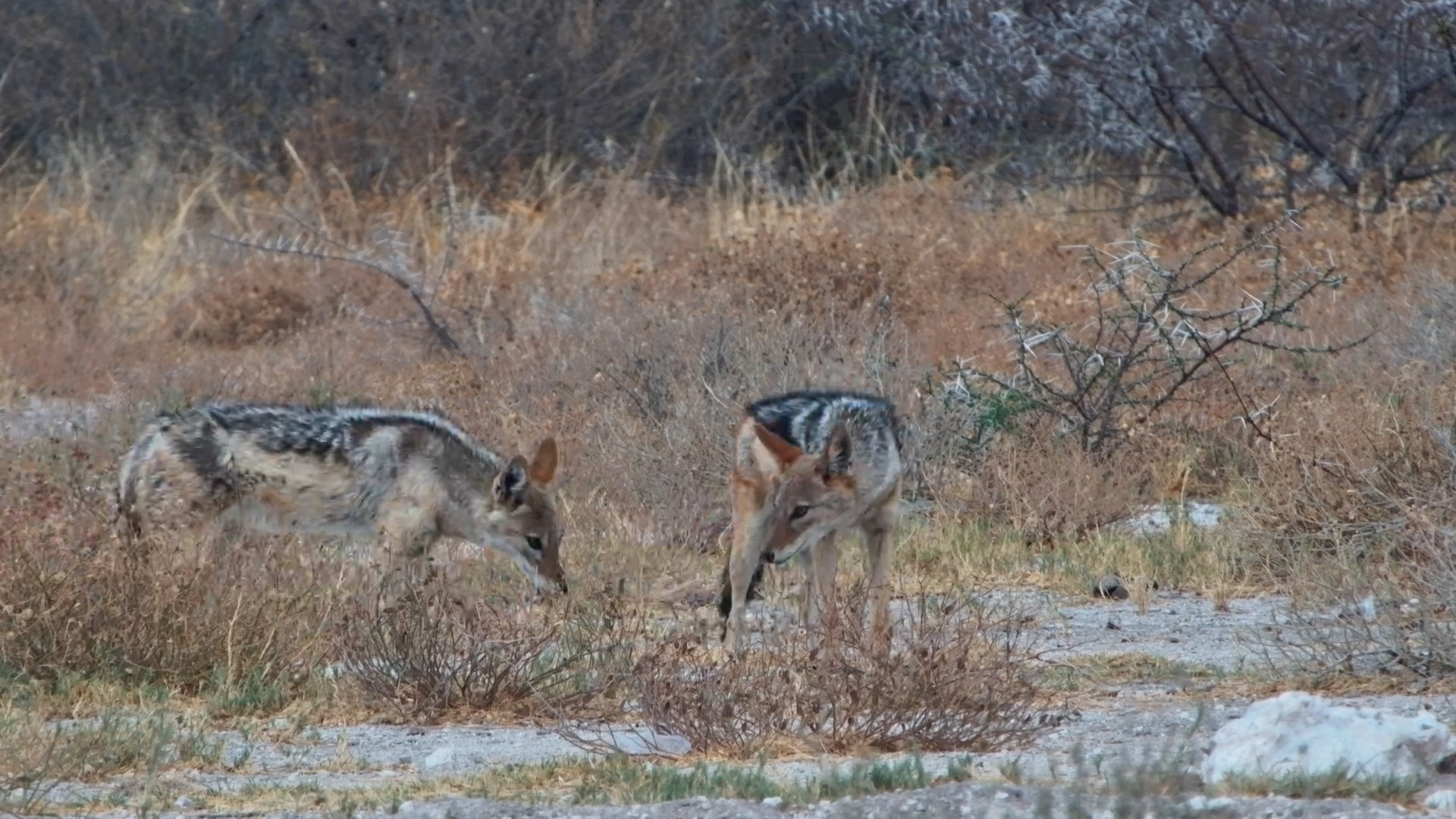 Black-Backed Jackals at Breakfast