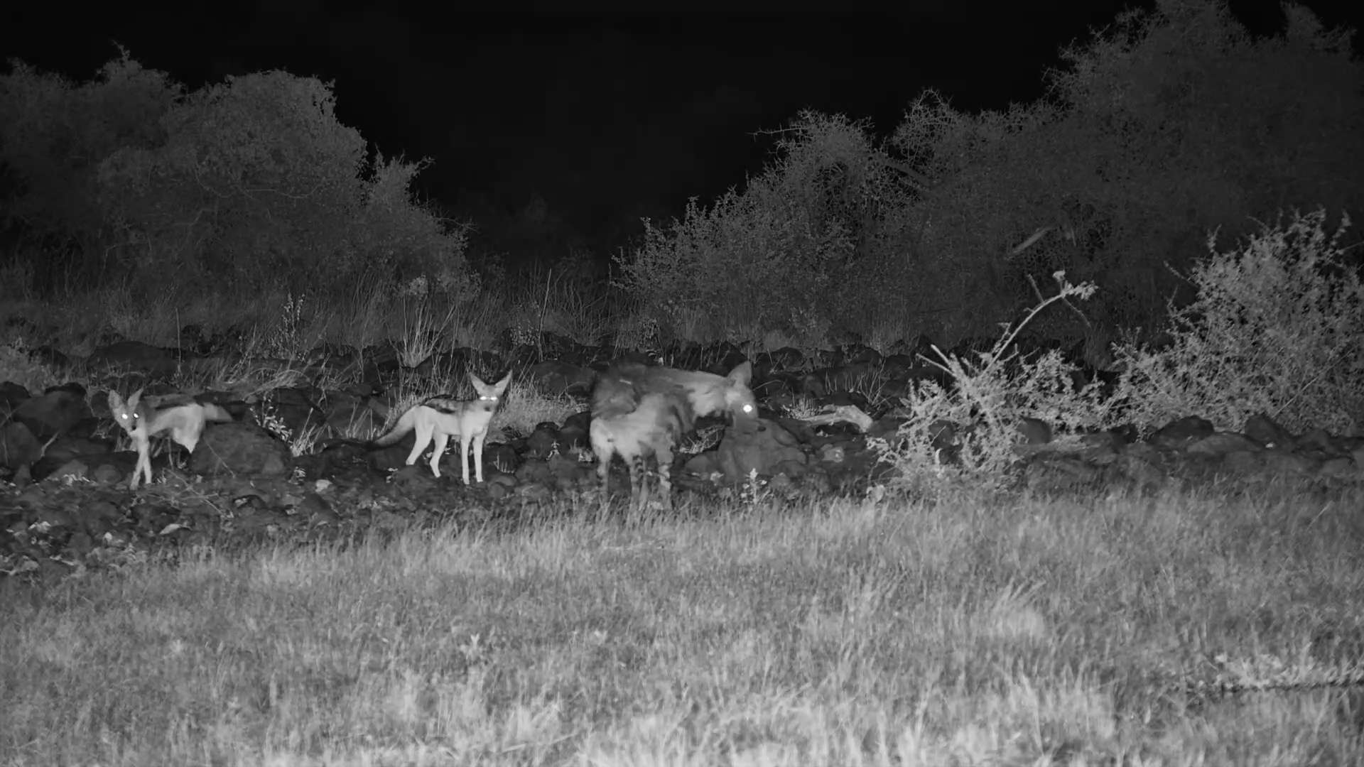 Jackals Test the Patience of a Hyena