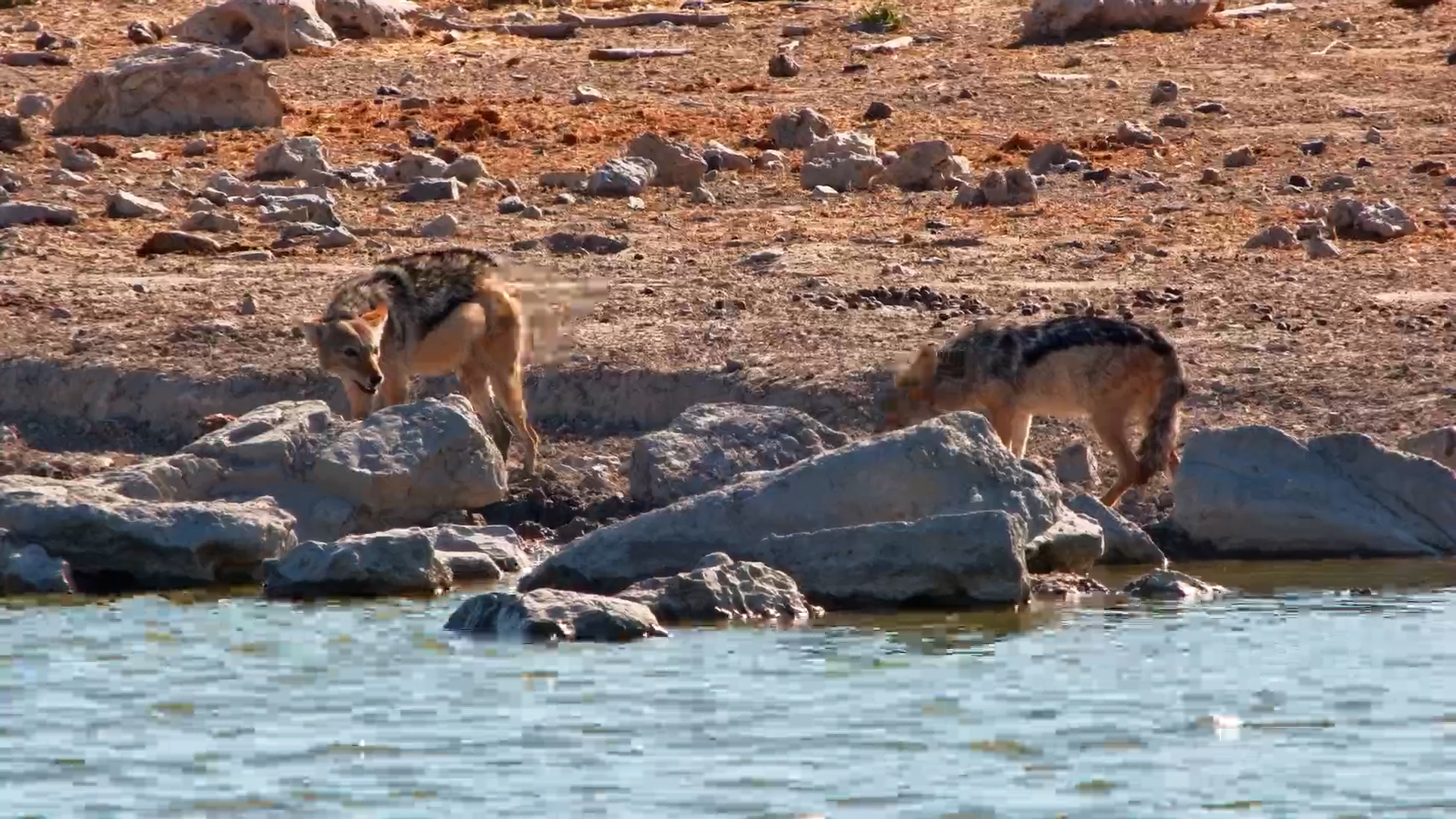 Black-Backed Fight Over a Kill