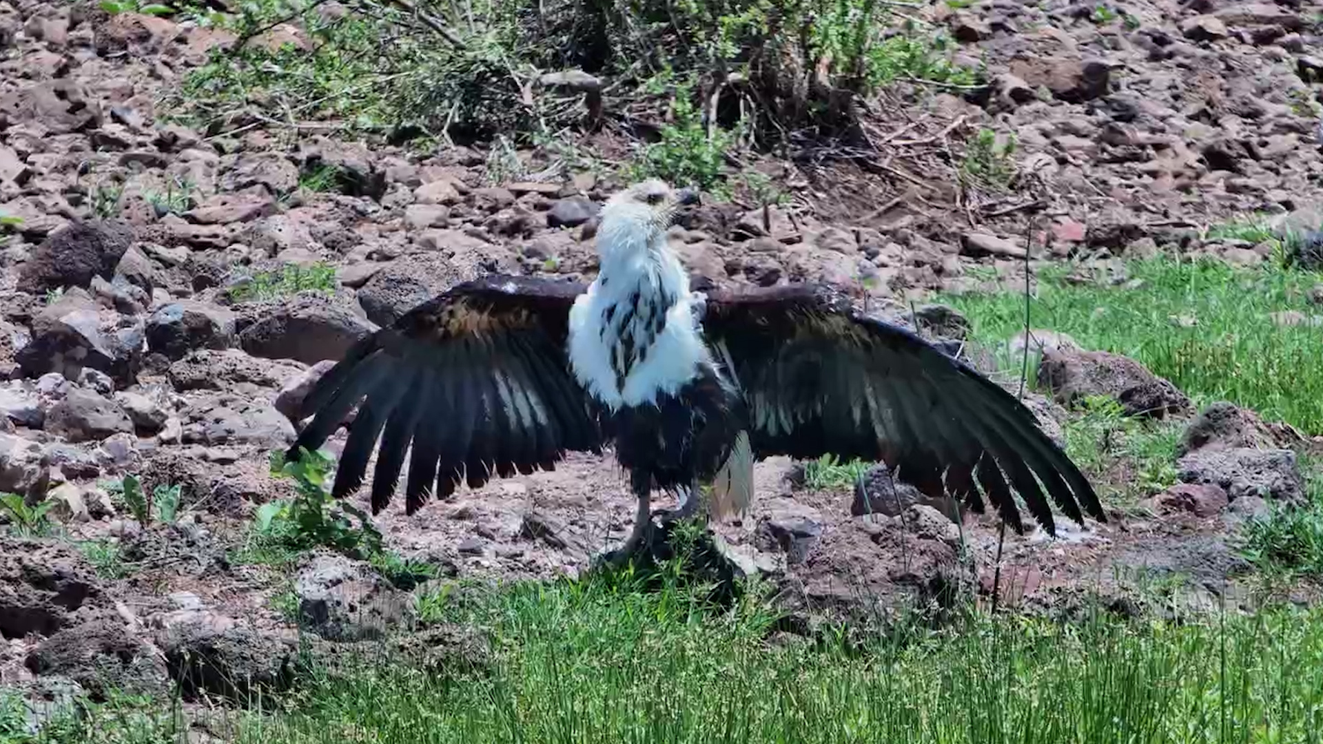 Young Fish Eagle Caught Taking a Splashy Bath!
