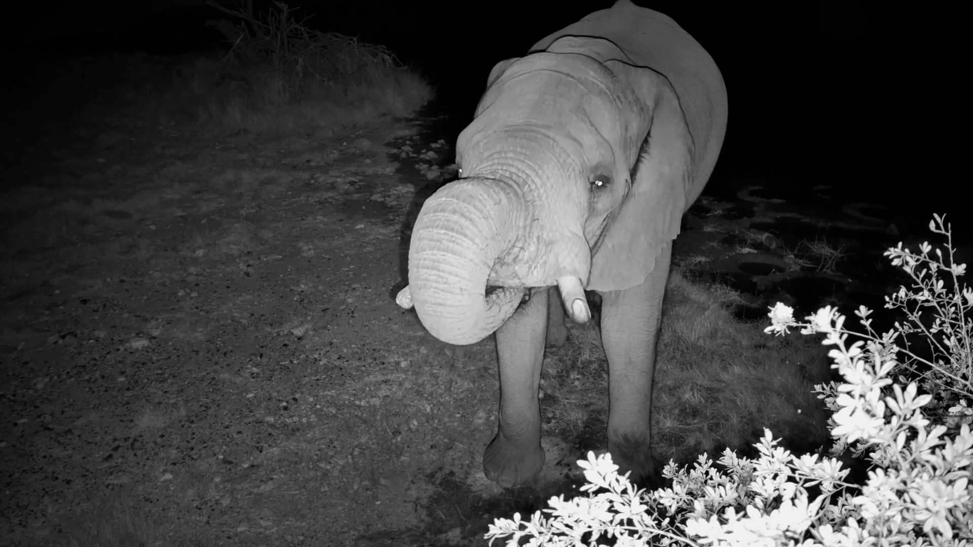 Elephant Turns a Drink into a Dust Bath