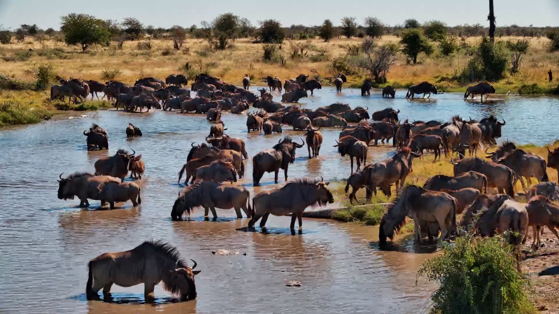 Kalahari Waterhole Was Suddenly Full of Wildebeest