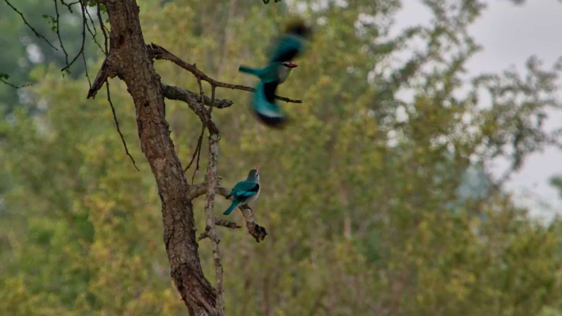 Woodland Kingfisher Pair Look for Breakfast