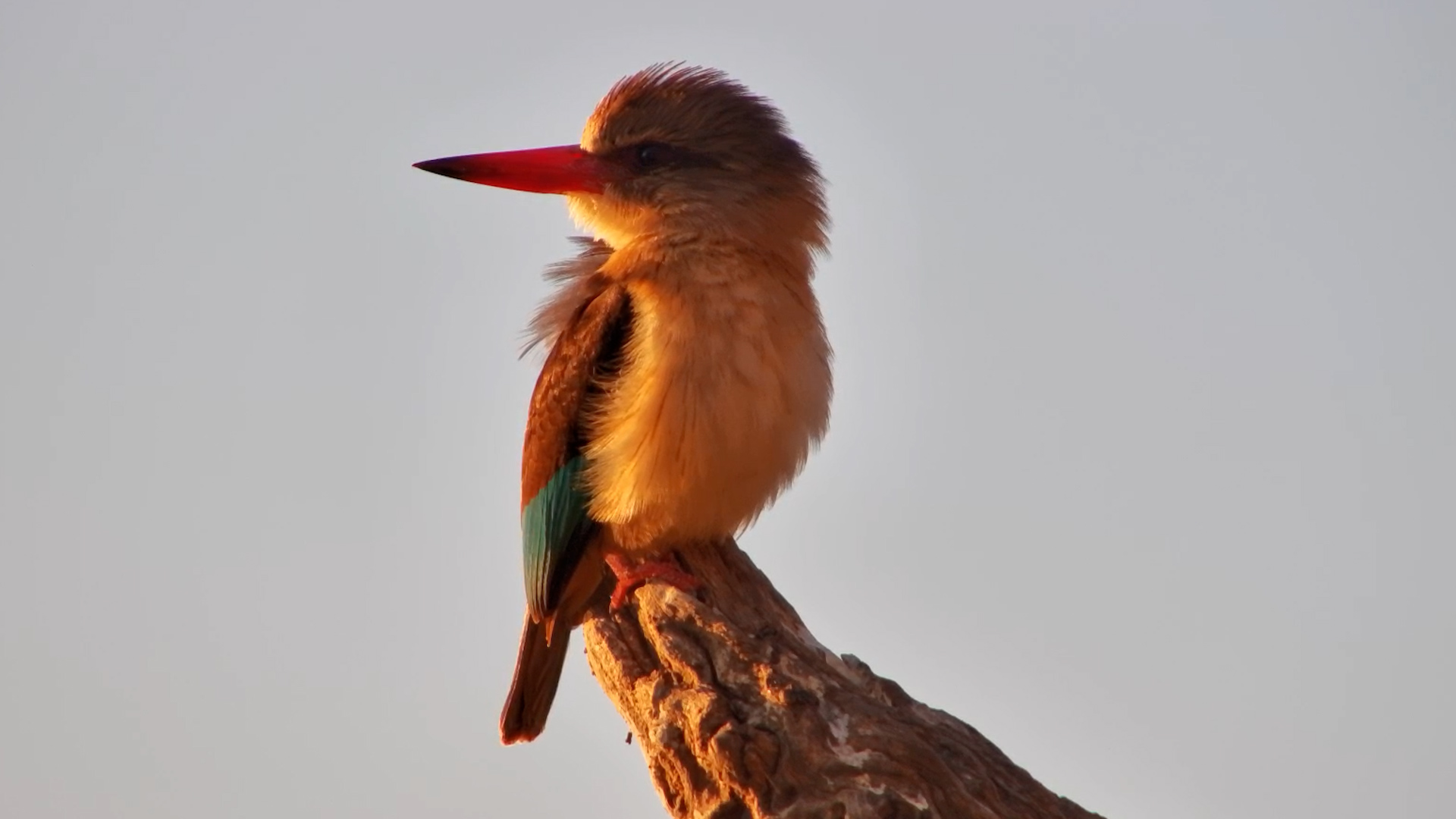 Brown-Hooded Kingfisher in the Morning Light