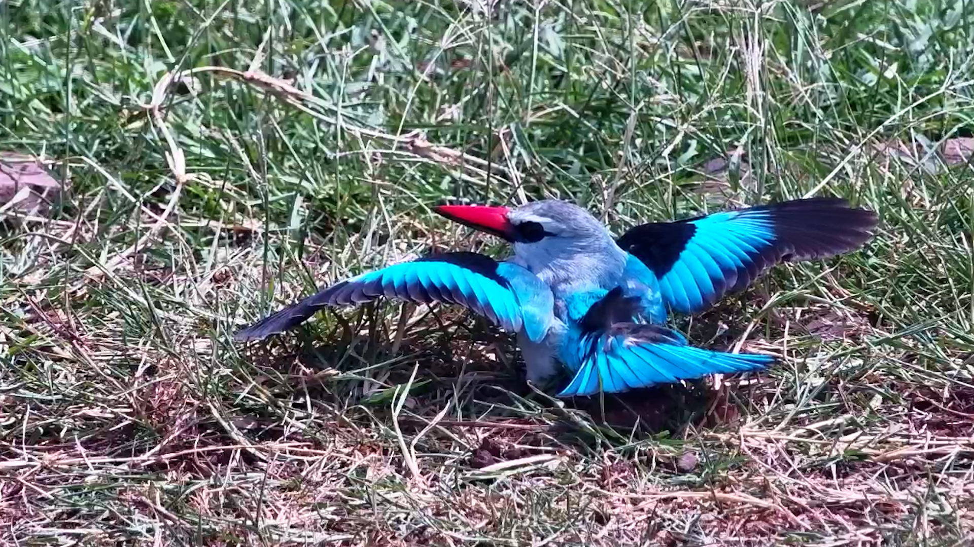 A Woodland Kingfisher Showing Off It's Wings