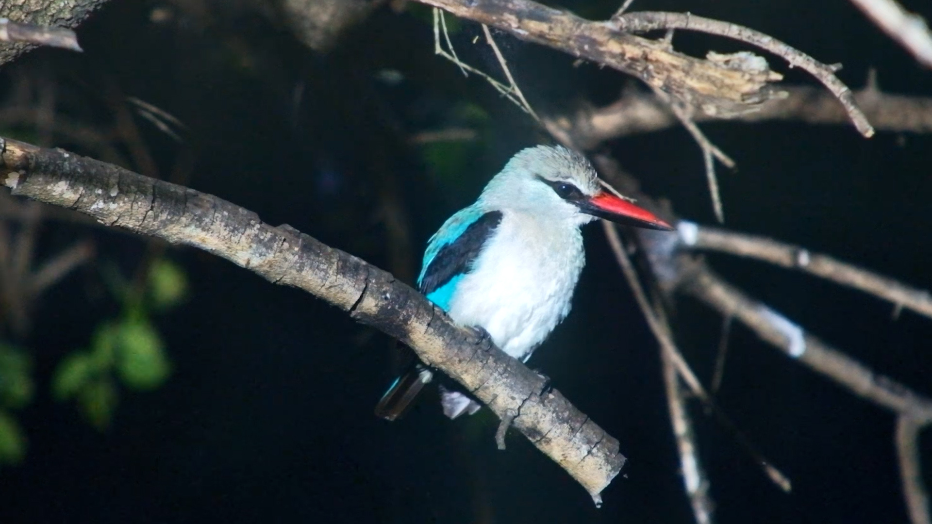 Kingfisher Preparing Himself to Take the Leap!