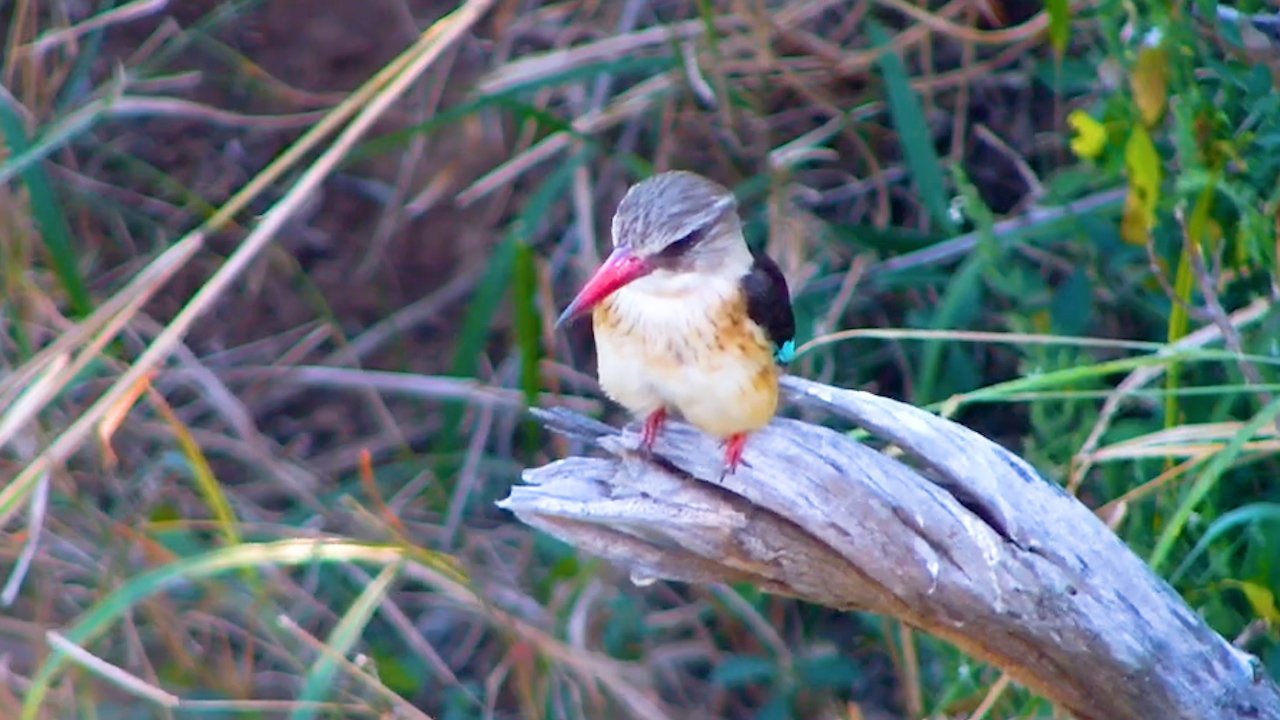 Kingfisher Preens Beside the River