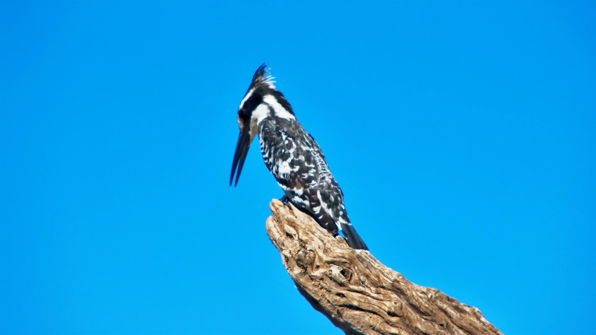 Pied Kingfisher Scanning the Water