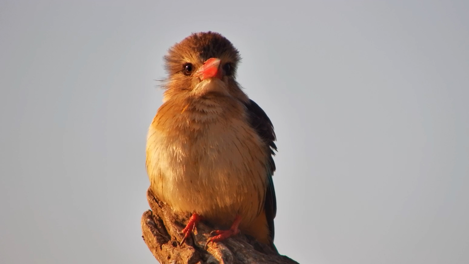 Meet the Brown-Hooded Kingfisher