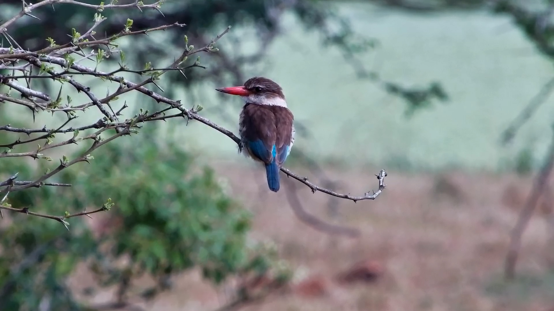 A Quiet Moment with a Brown-Hooded Kingfisher at Tembe