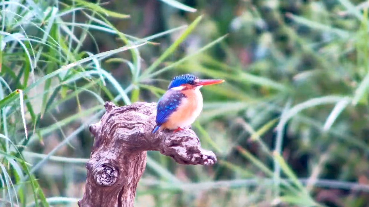 Tiny Jewel of the Waterhole!