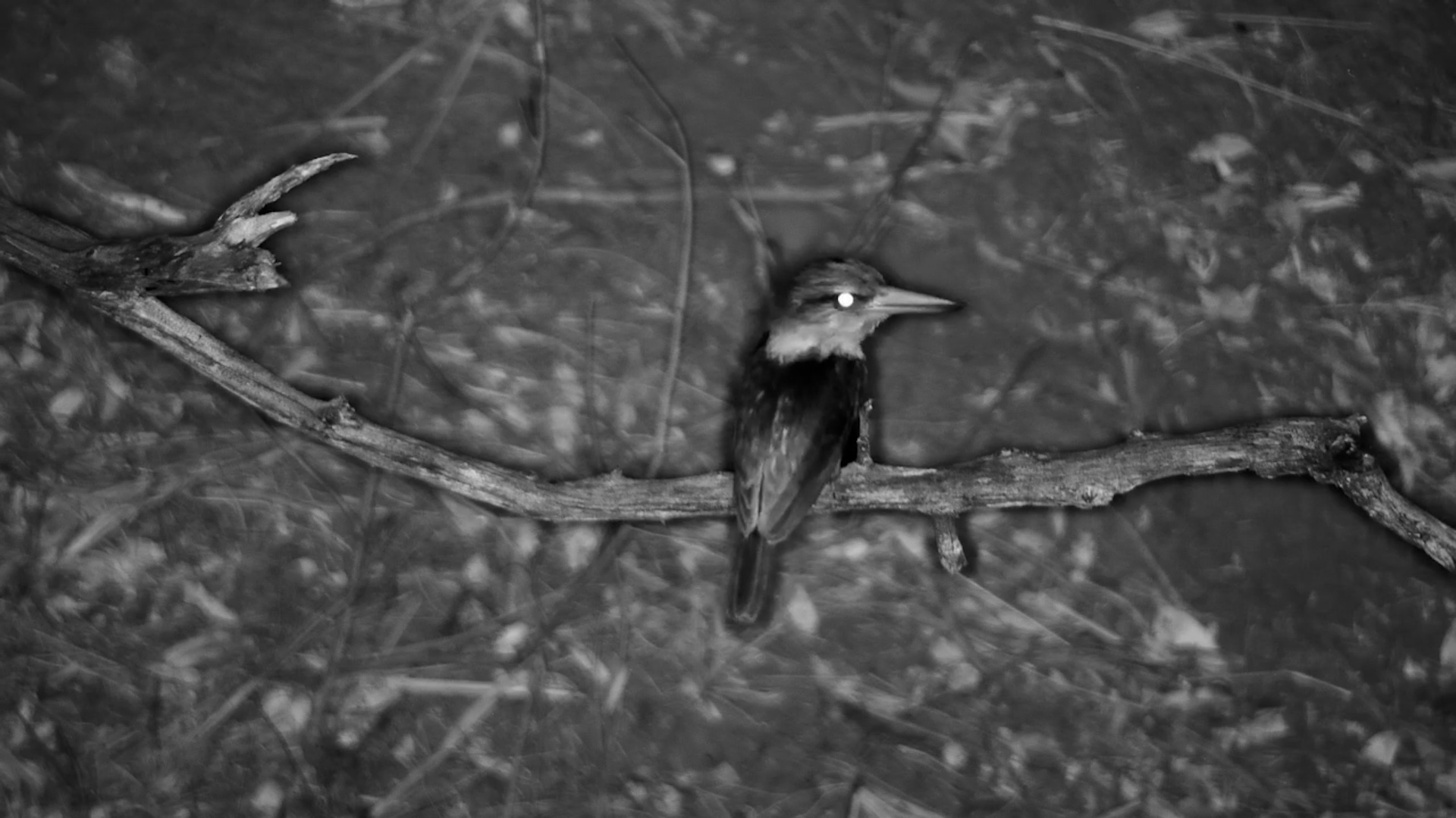 Kingfisher Perched on a Branch in the Dark