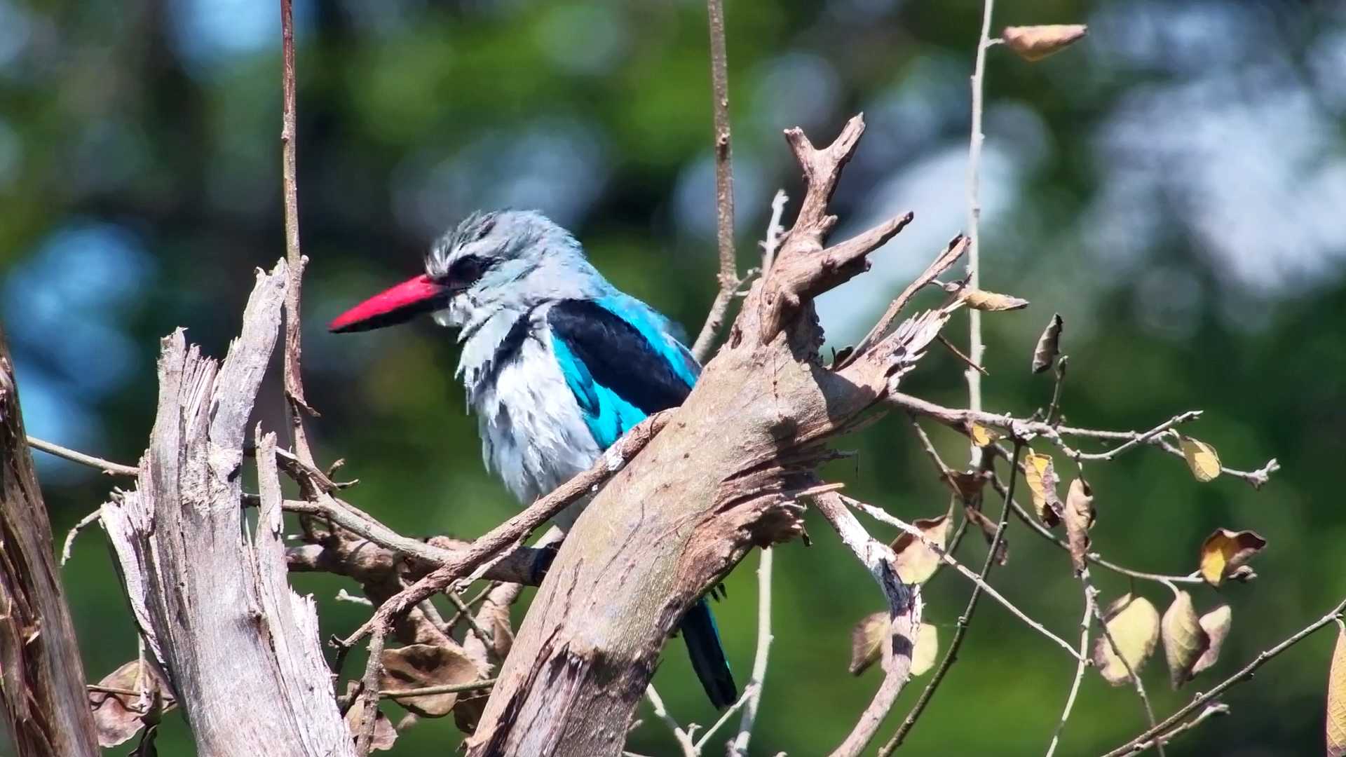 Incredible Kingfisher Returns Wet After Lightning-Fast Dive!