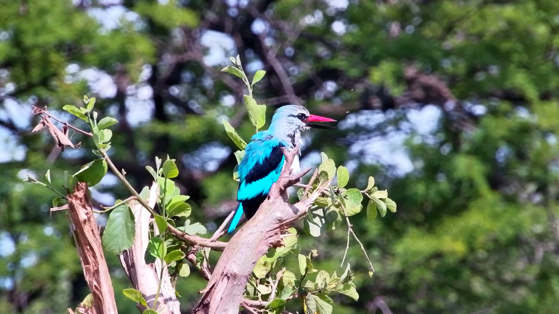 Meticulous Preening of a Woodland Kingfisher