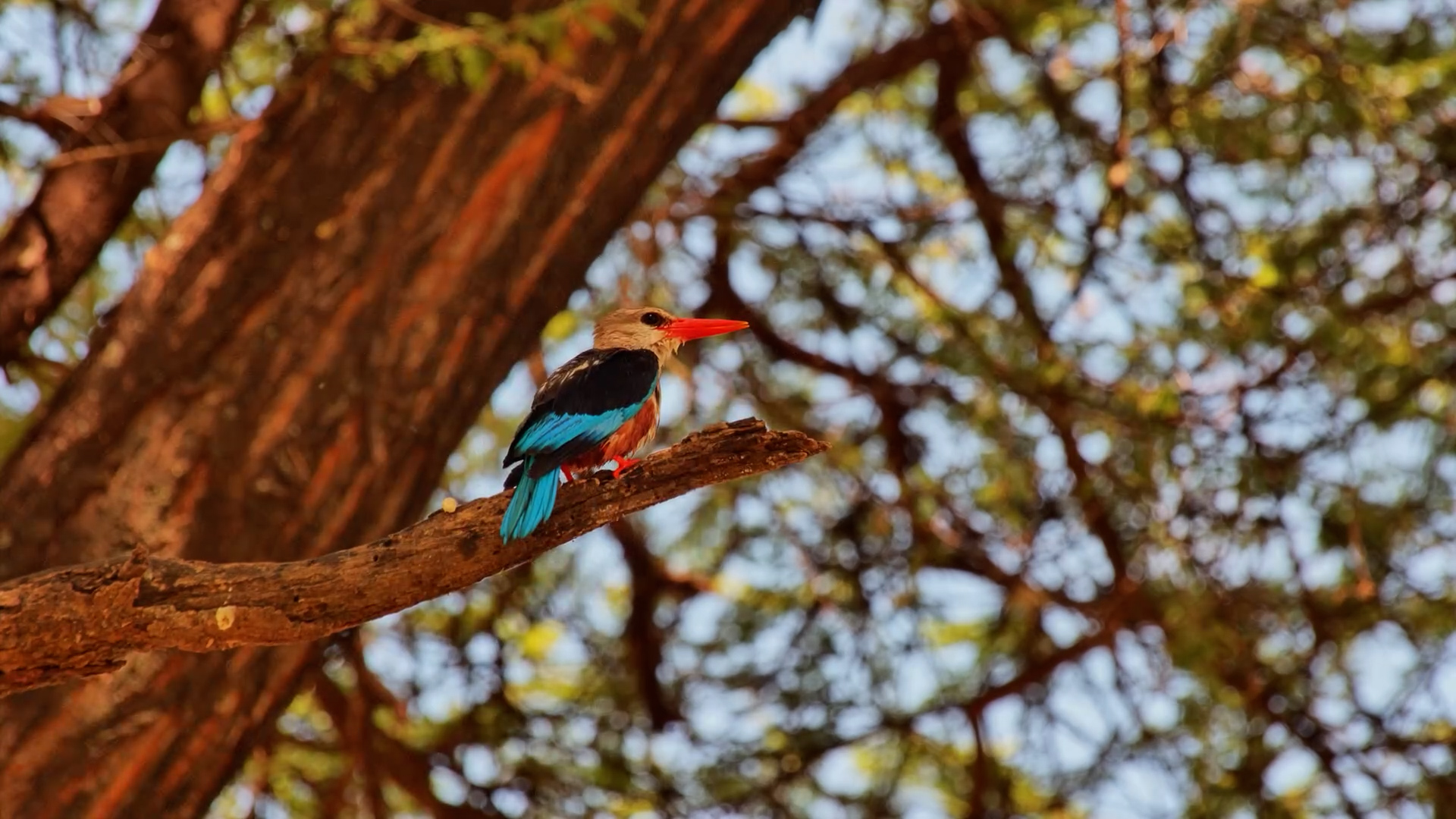 From Water to Wings… A Quiet Preening Moment
