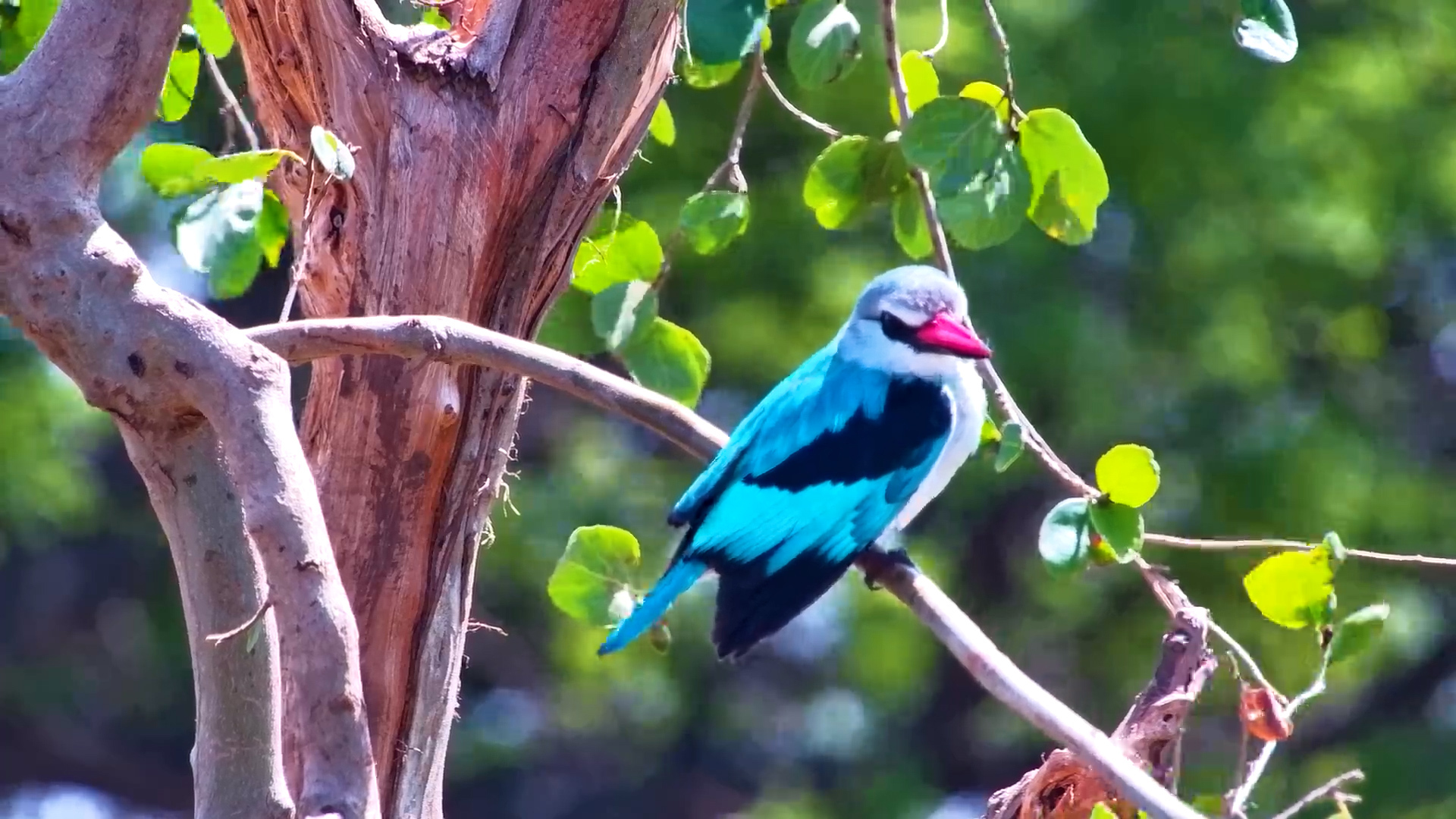 Vibrant Kingfisher Steals the Show at Serengeti Explorer