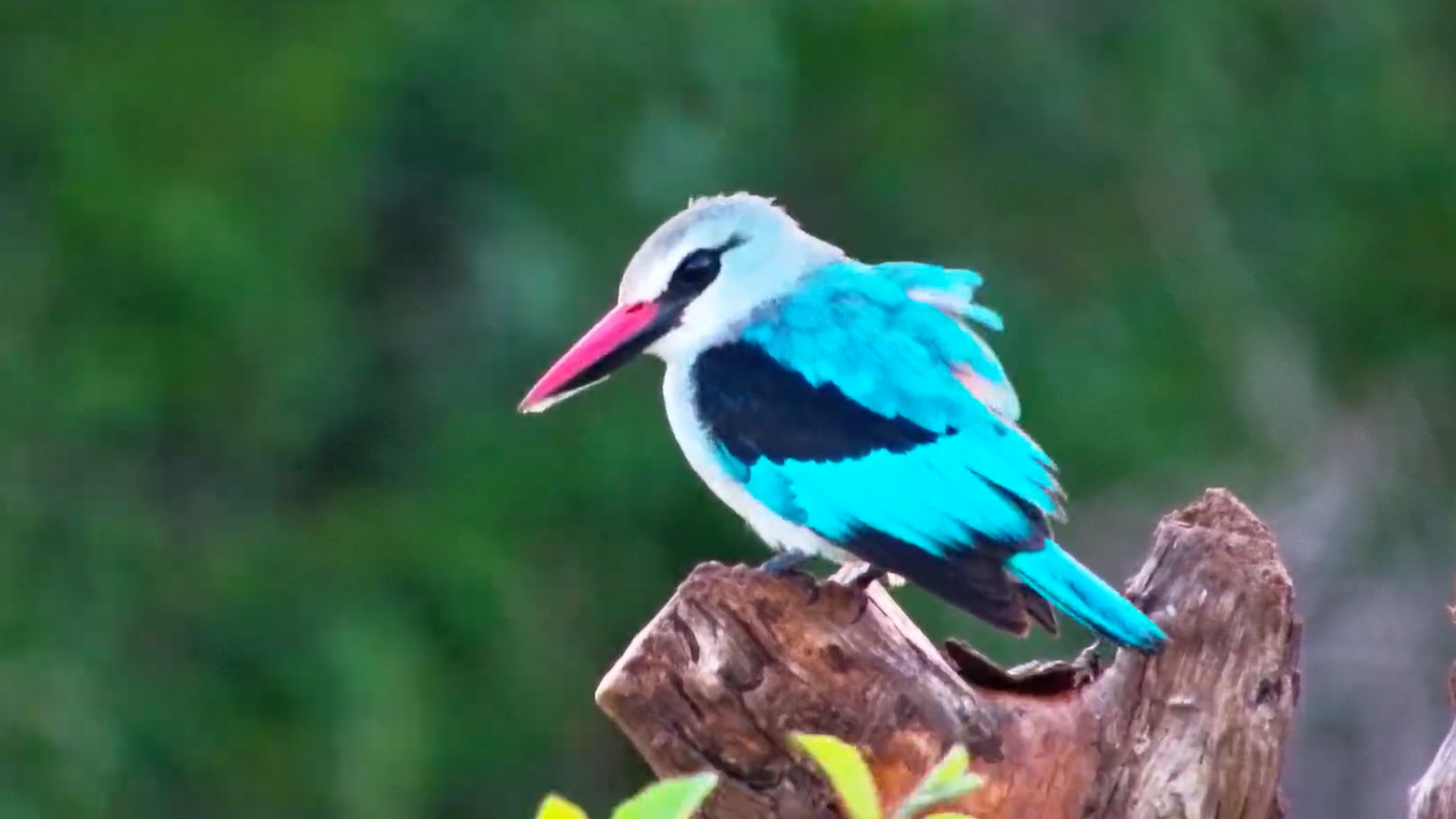 Early Morning Hunter at Work