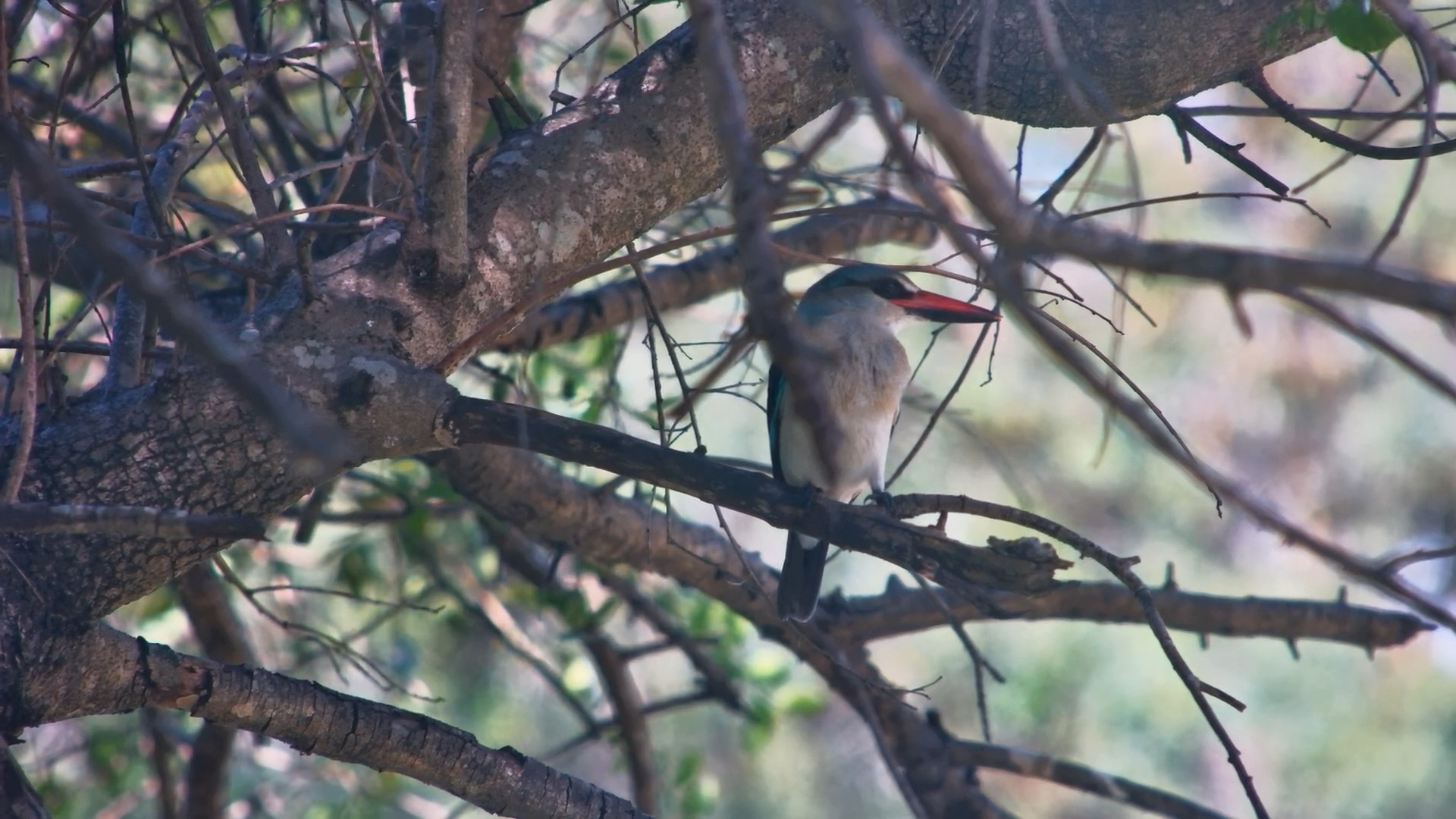 Woodland Kingfishers at Serondella
