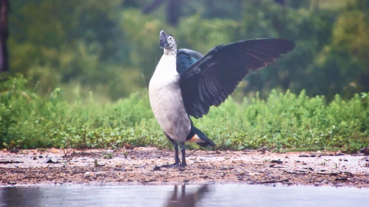 Knob-Billed Duck Resting