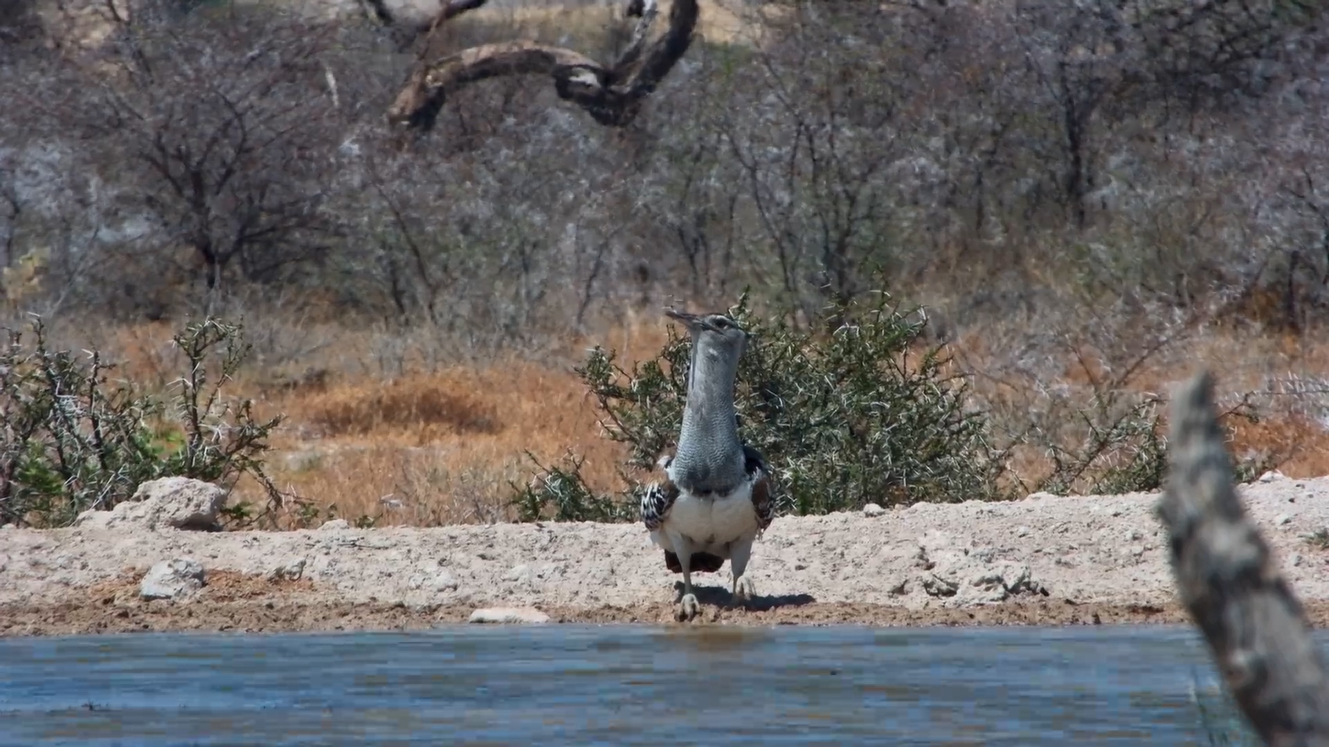 Kori Bustard Drinks on a Hot Day
