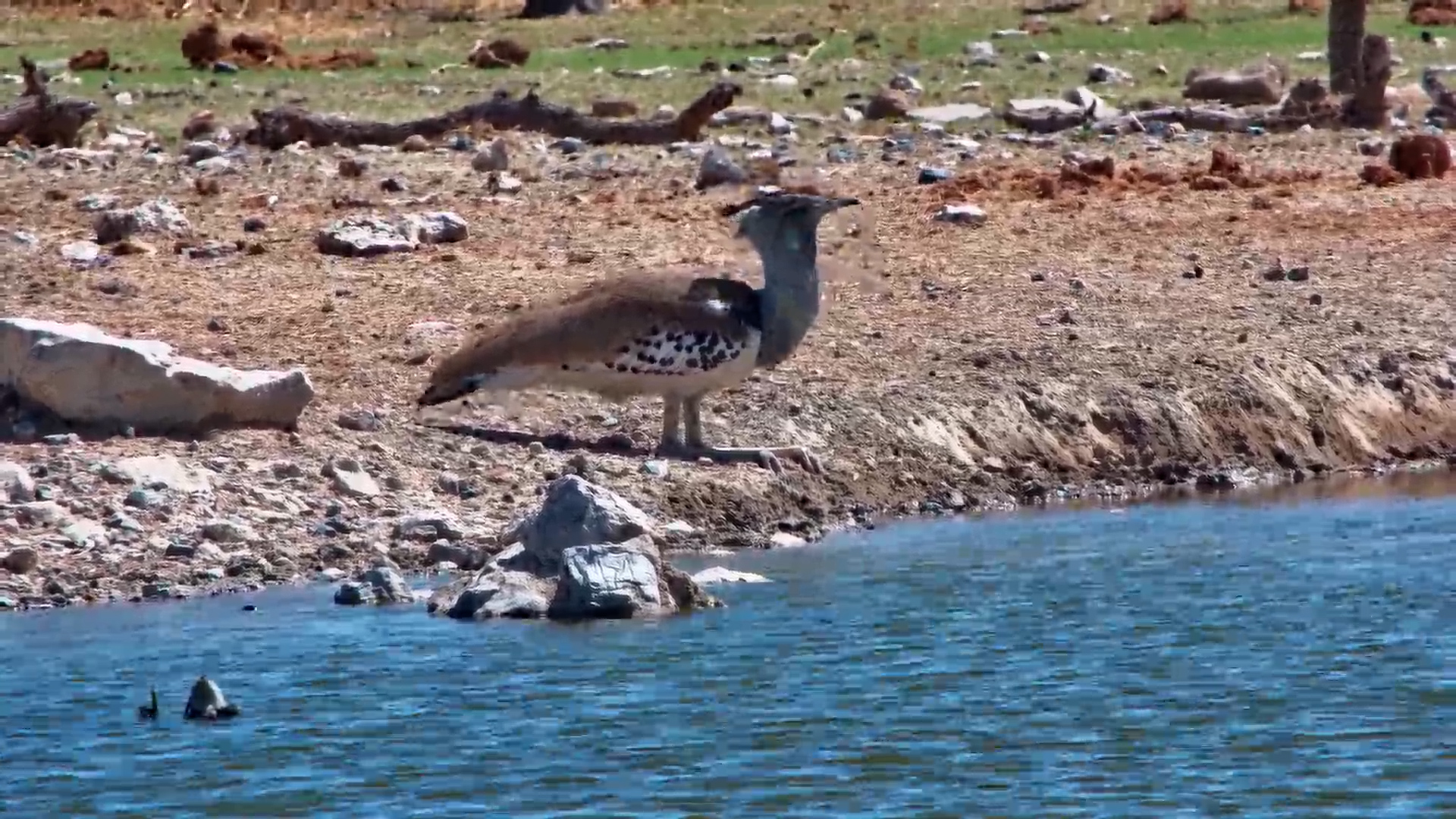 Kori Bustard Drinks at Safarihoek