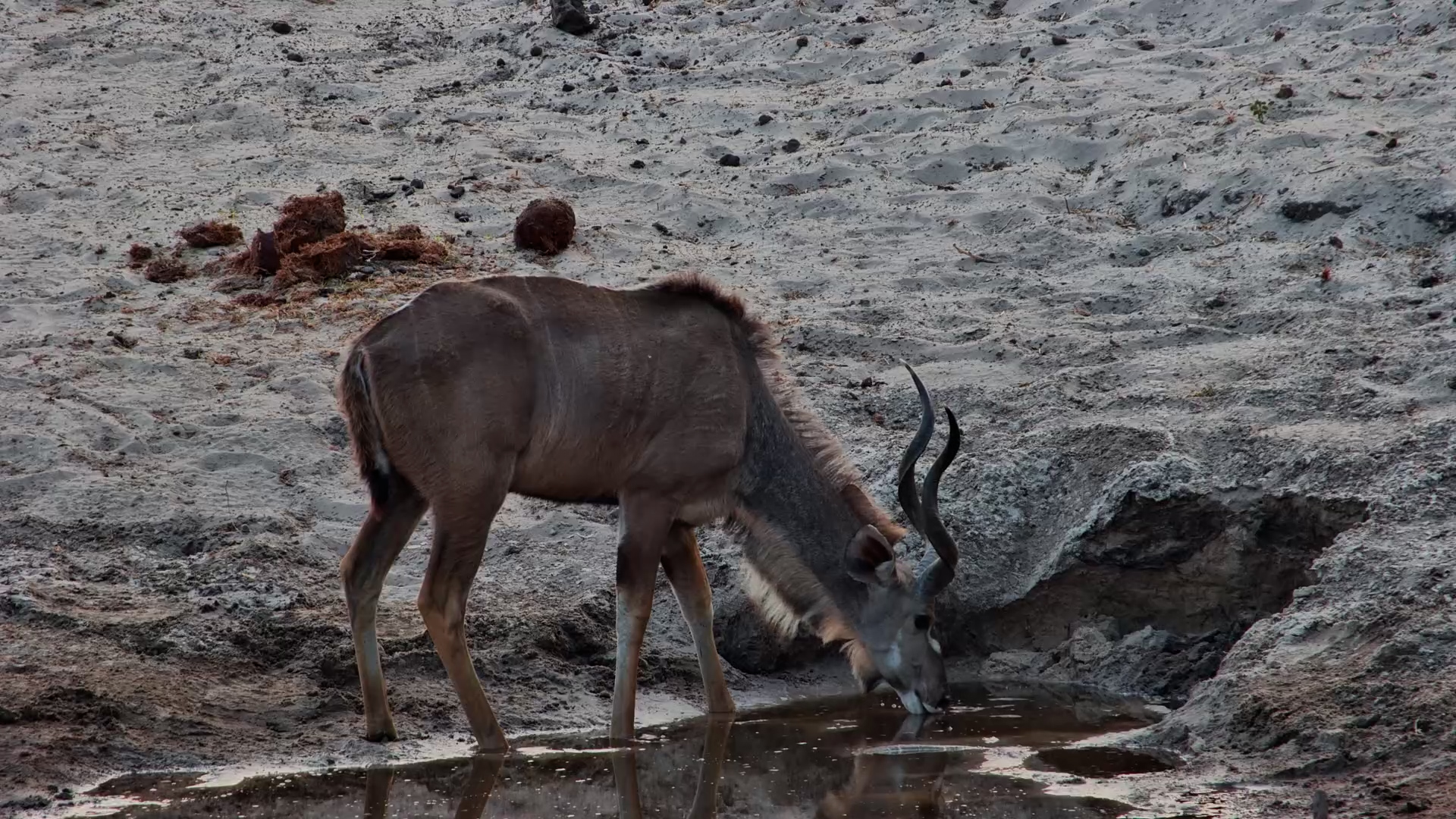 Impressive Male Kudu Drinks at Moela