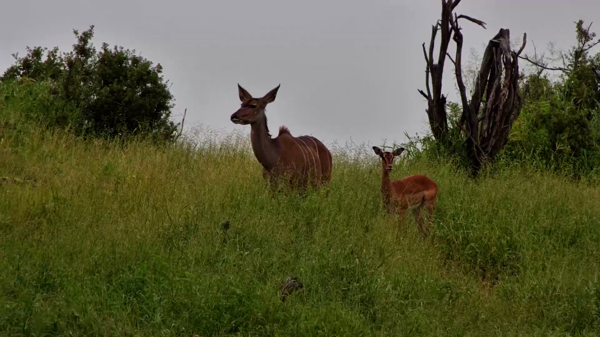 Impala Sticks Close to Kudu