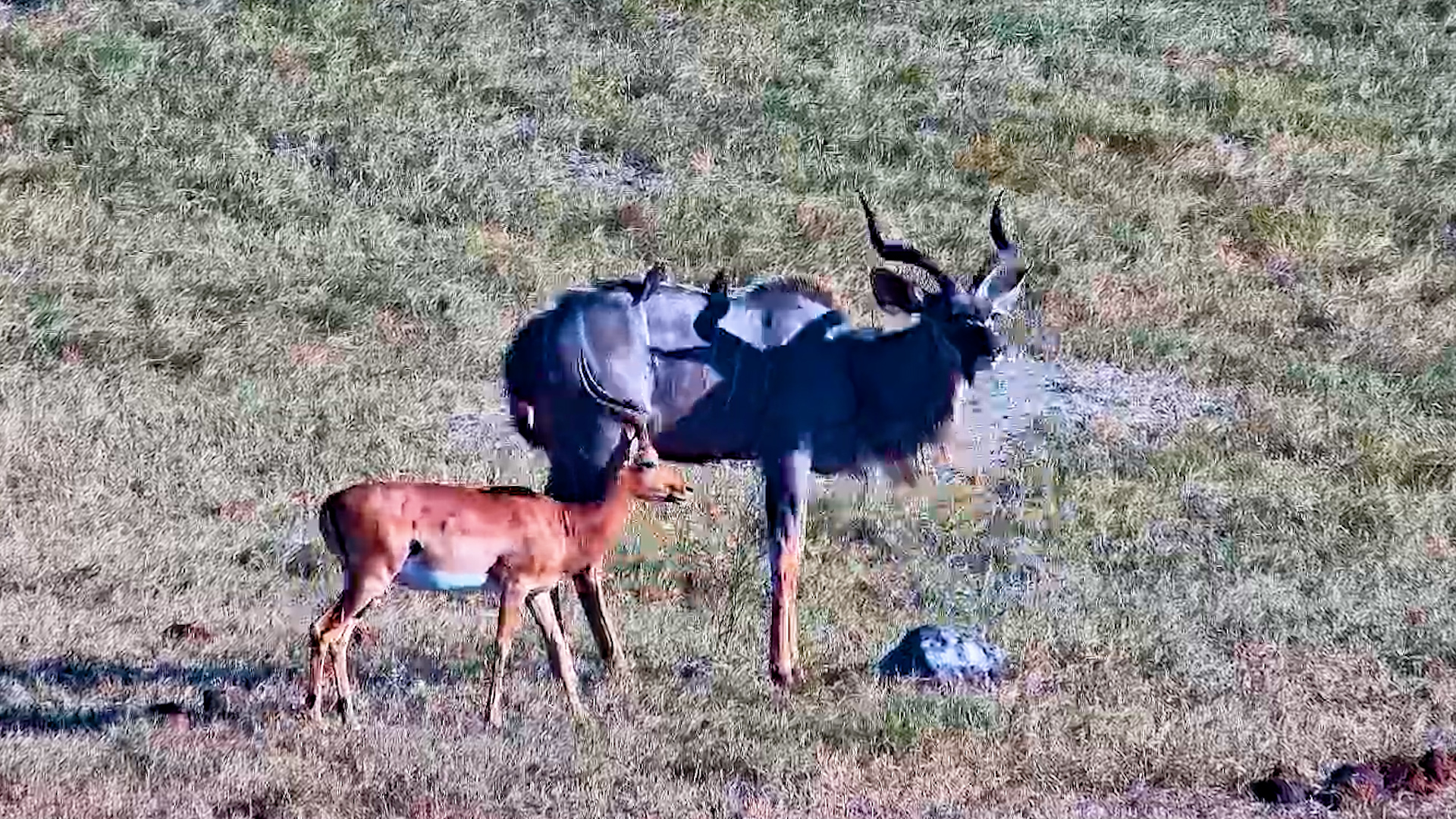 Impala Looked Tiny Next to the Kudu