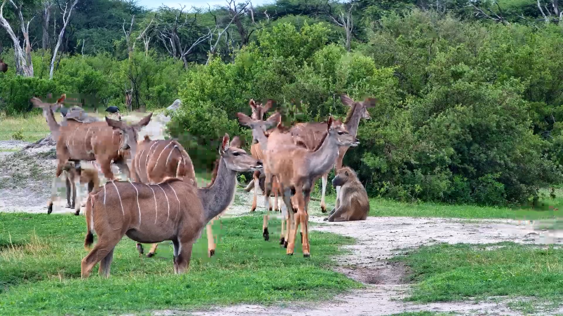 Majestic Kudu Dominate the Scene at The Hide
