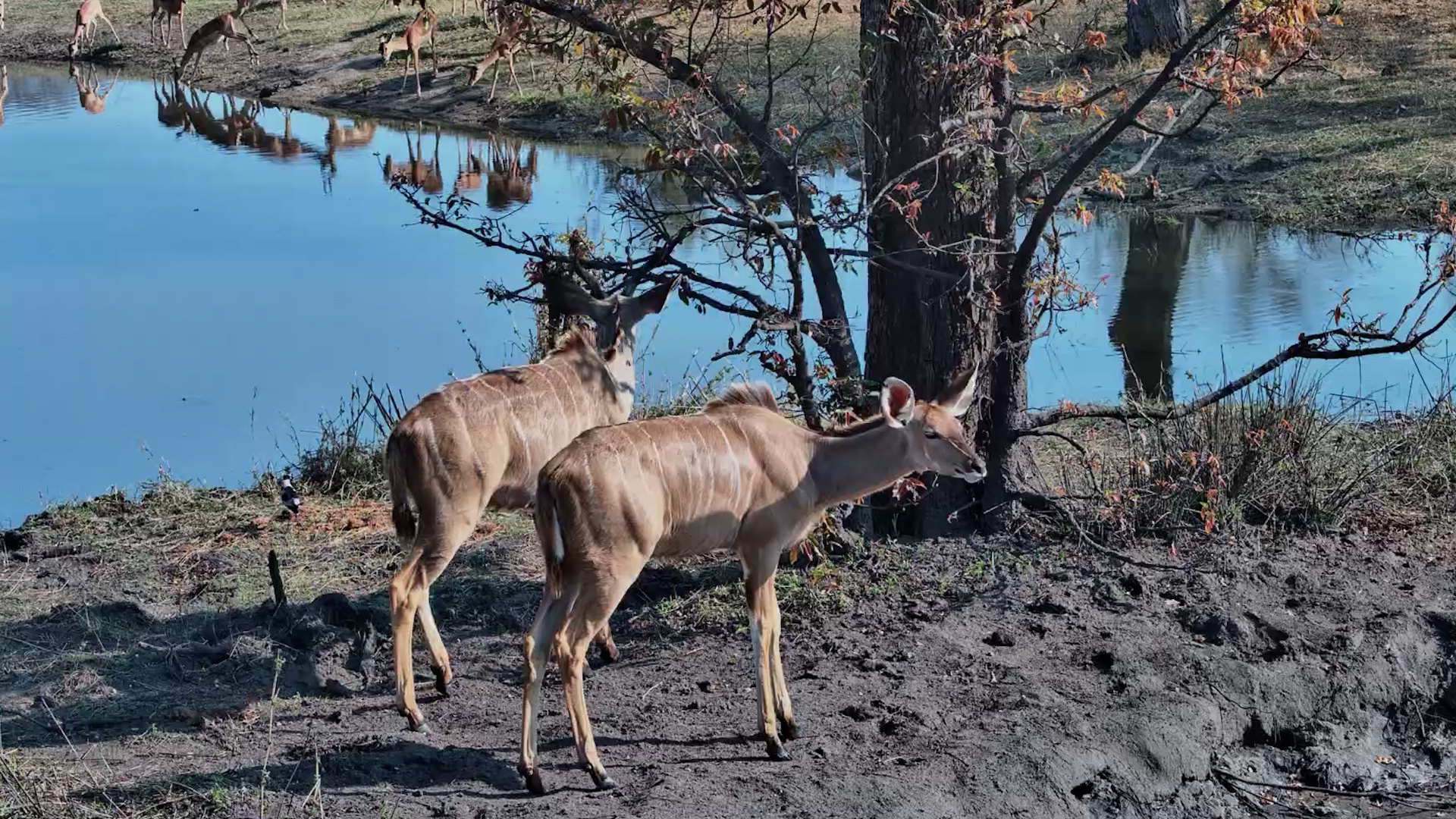 Kudu Browsing Peacefully by Roy’s Dam