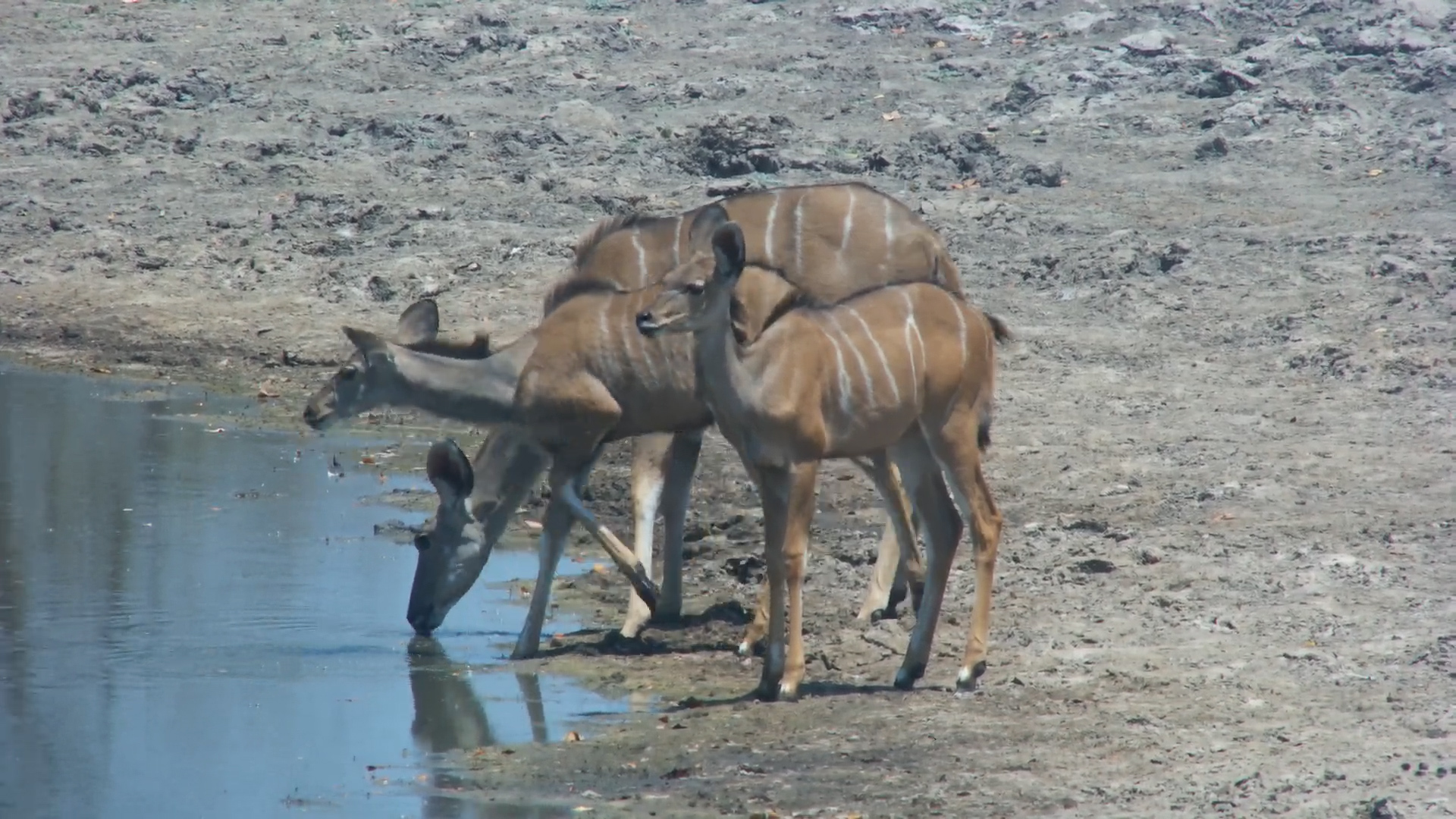 Kudu Family Arrives for a Drink at Twin Pans