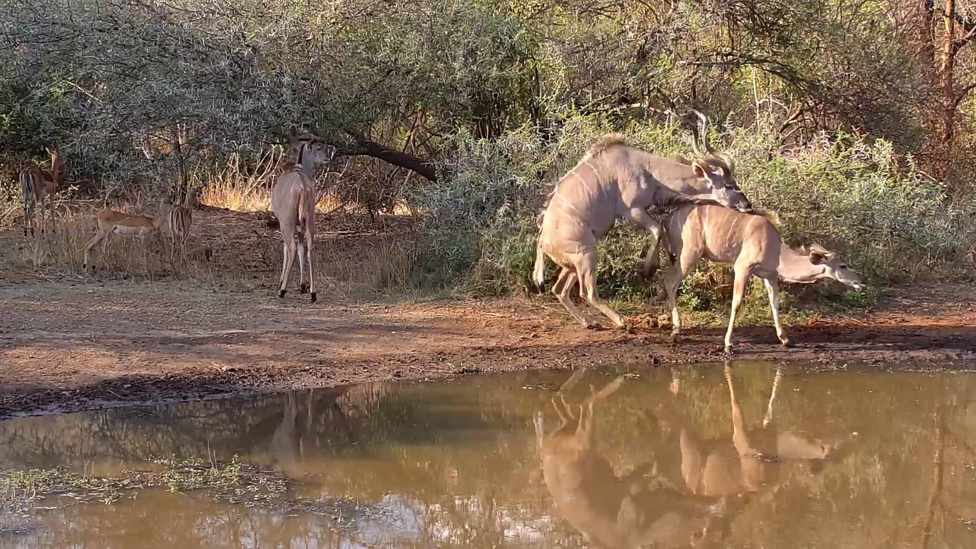 Kudu Male Causes a Stir at the Waterhole with the Females