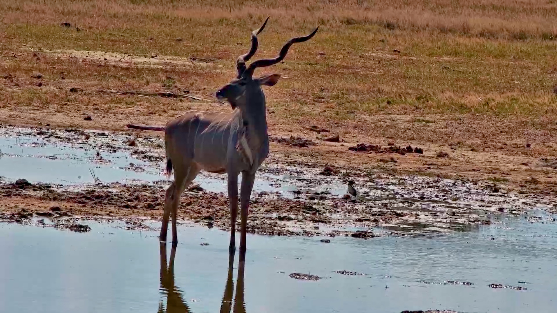 A Majestic Kudu Bull at Linkwasha