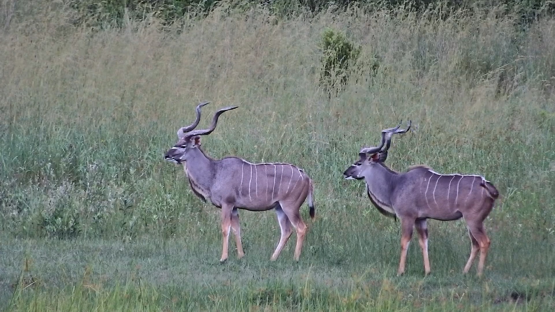 Kudu Kings of The Basin